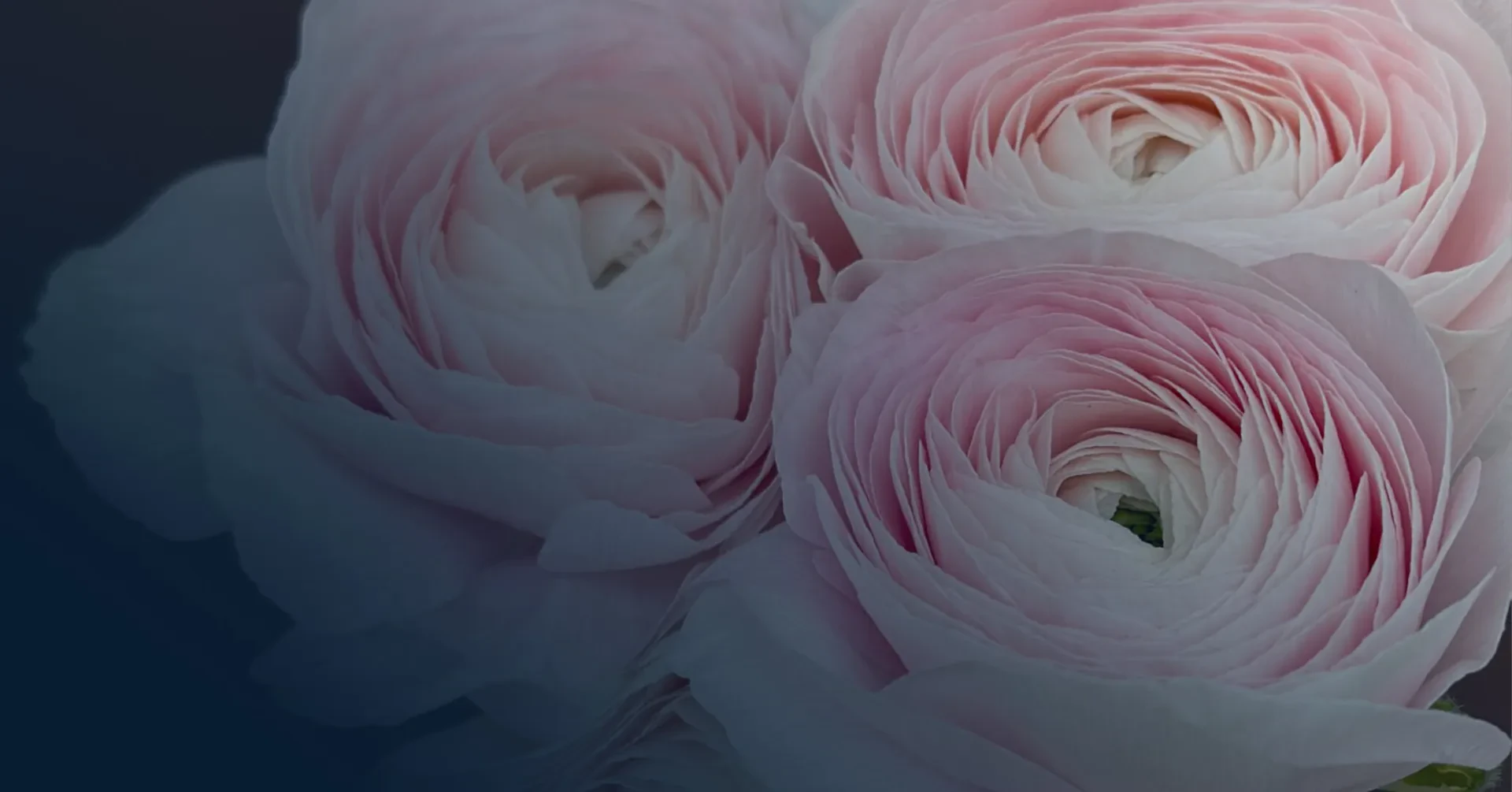 Магазин цветов в Алматы